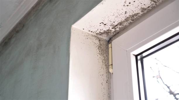 Best Attic Mold Removal  in Ardmore, PA